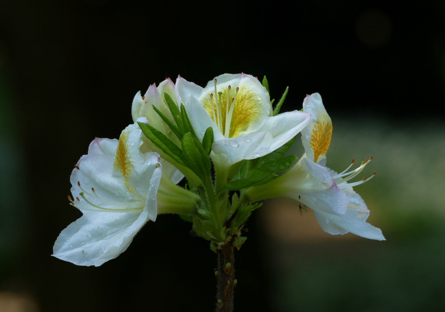 Tolle Blüte