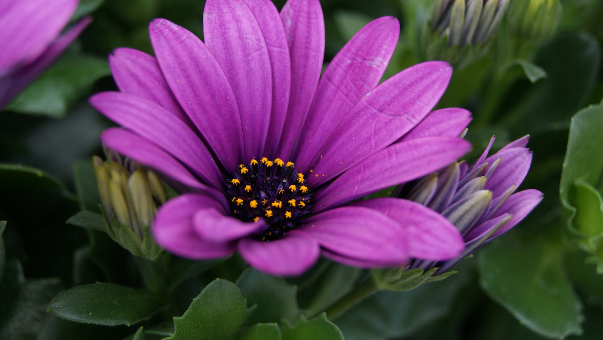 tolle Blüte