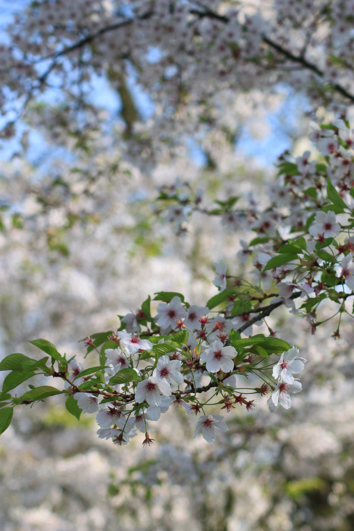 Tolle Blüten 2