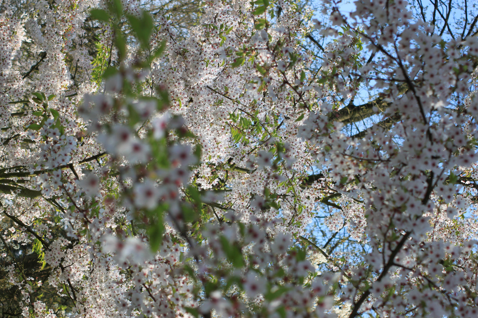 Tolle Blüten