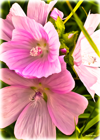 Tolle Blüten am Straßenrand