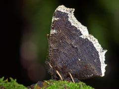 Tolle Entdeckung im Wald