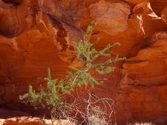 Tolle Farben im Valley of Fire