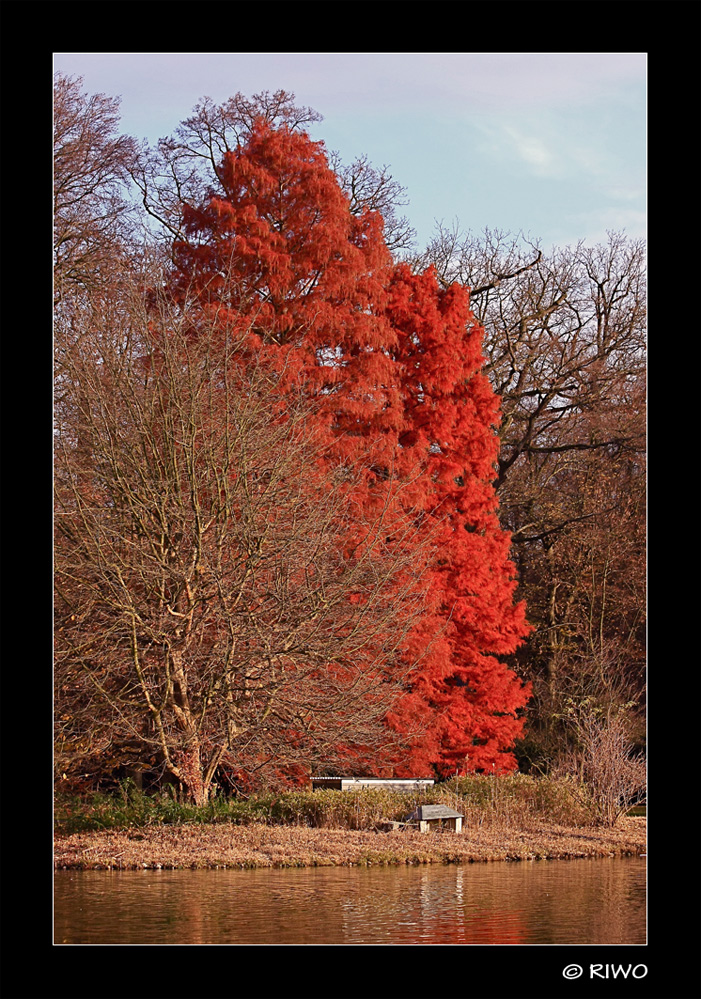 Tolle farbenfrohe Bäume im Schlossgarten Karlsruhe.....