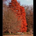 Tolle farbenfrohe Bäume im Schlossgarten Karlsruhe.....