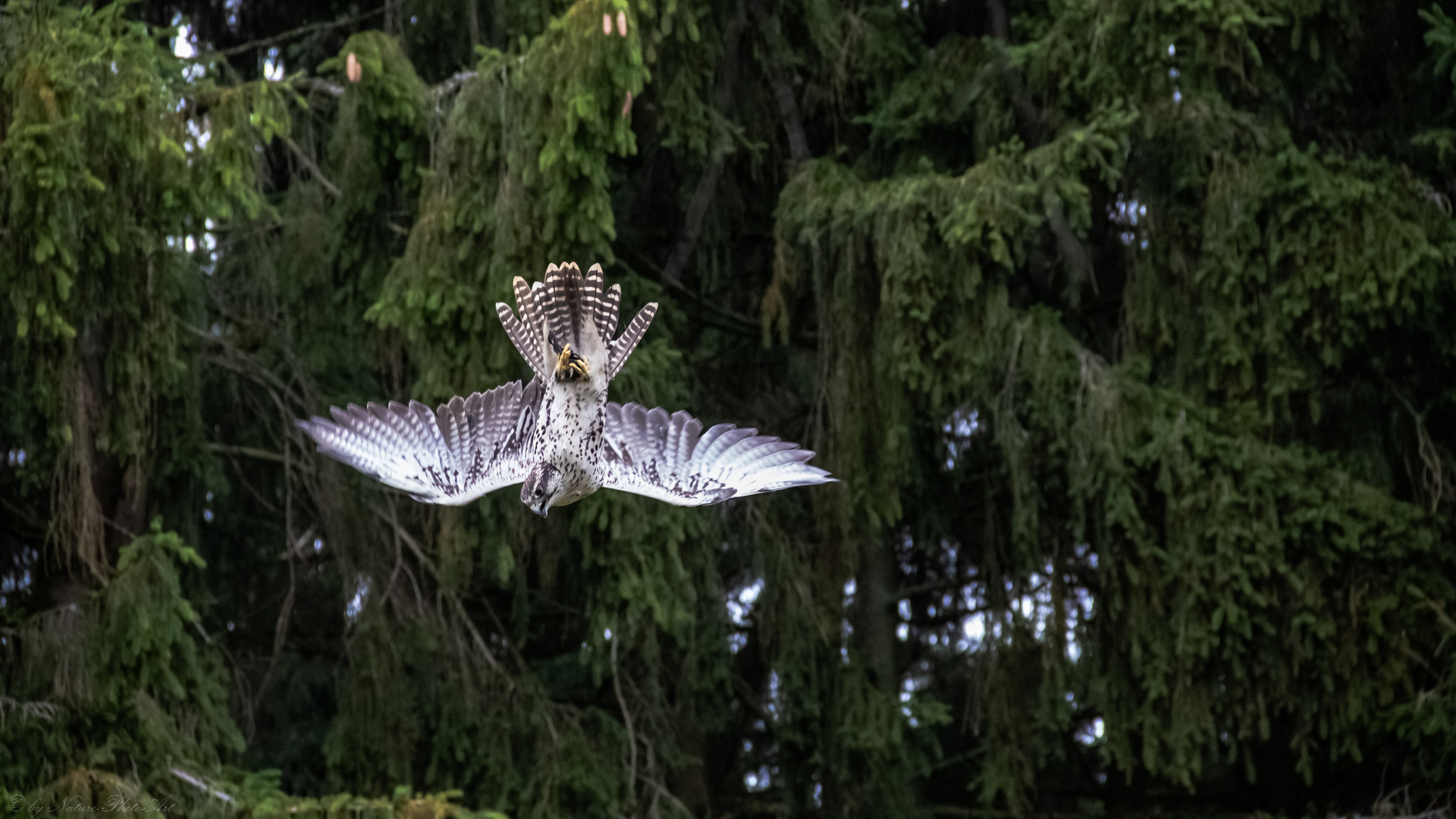 Tolle Flugakrobaten