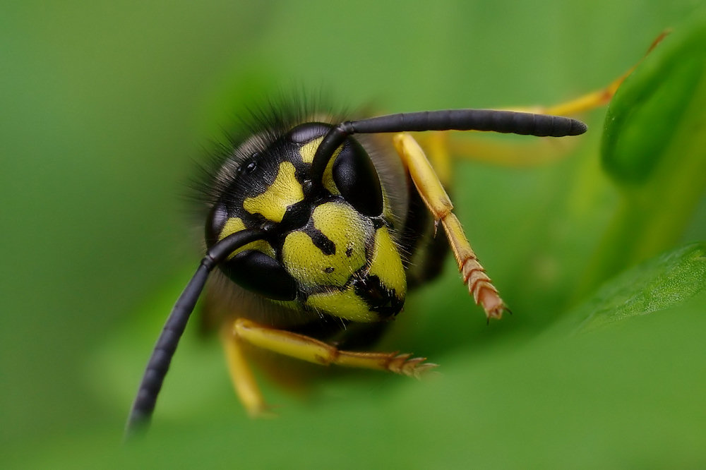 Tolle Frisur Foto Bild tiere wildlife insekten Tolle Frisur Foto Bild tiere wildlife insekten