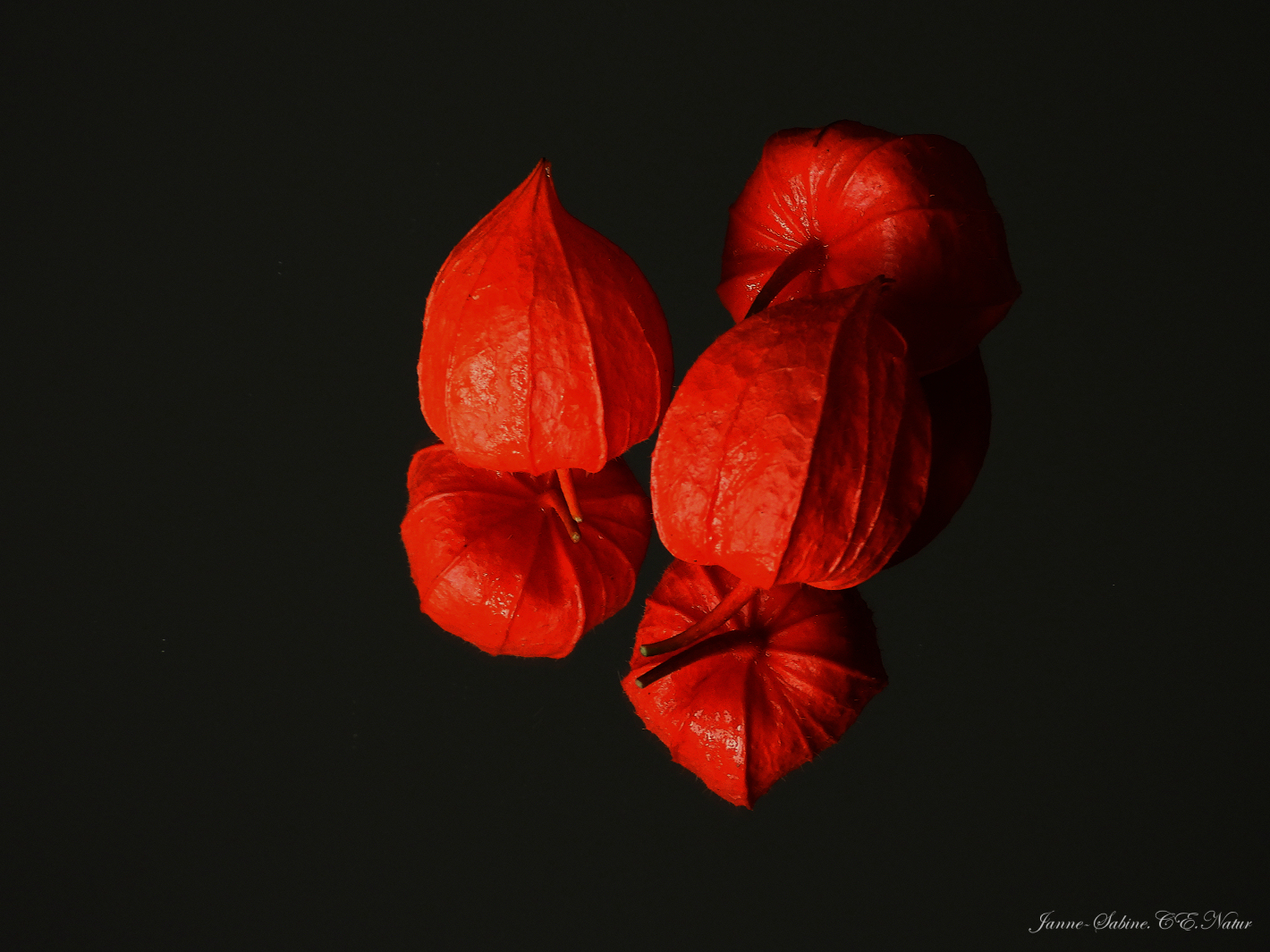 Tolle gespiegelte Physalis