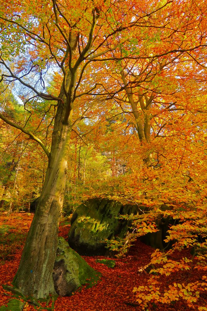 tolle herbstliche Farbenpracht