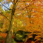 tolle herbstliche Farbenpracht