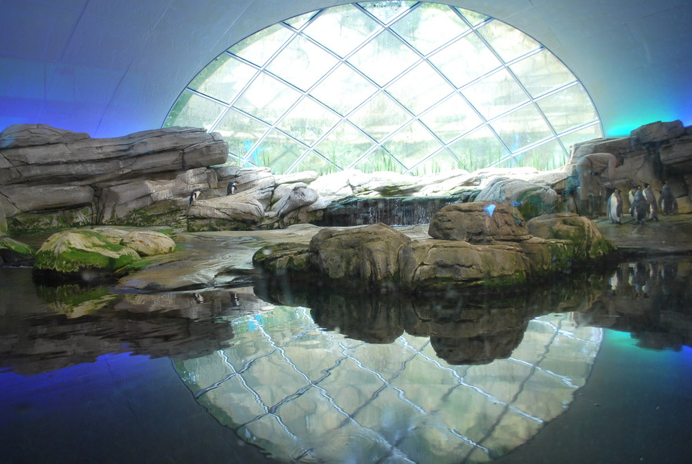 Tolle Kulisse für die Pinguine vom "Bahnhof" Zoo