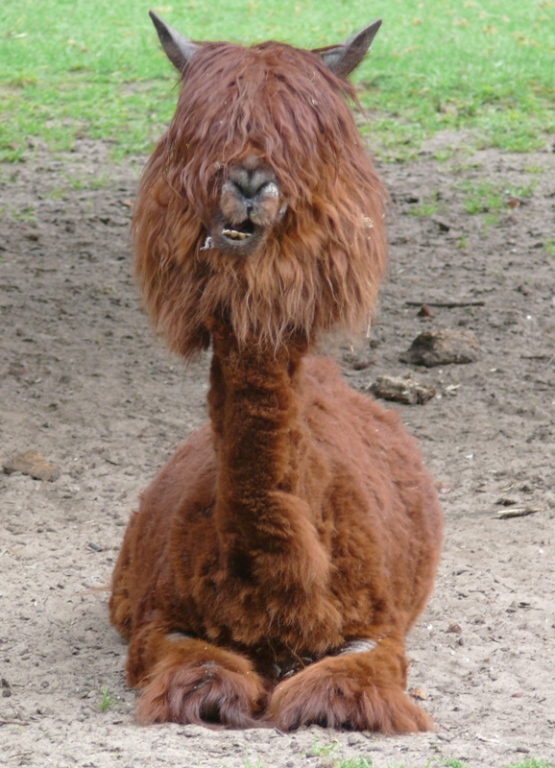 Tolle M hne Foto Bild tiere zoo wildpark falknerei Tolle M hne Foto Bild tiere zoo wildpark falknerei