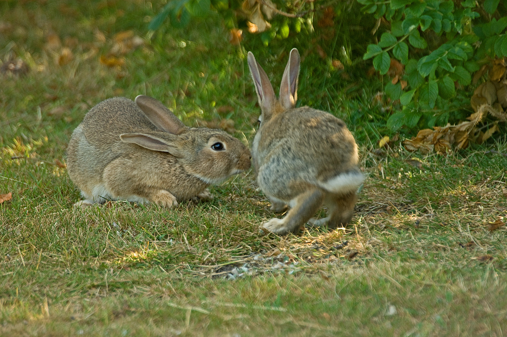 Tolle (nde) Jungkaninchen