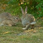 Tolle (nde) Jungkaninchen