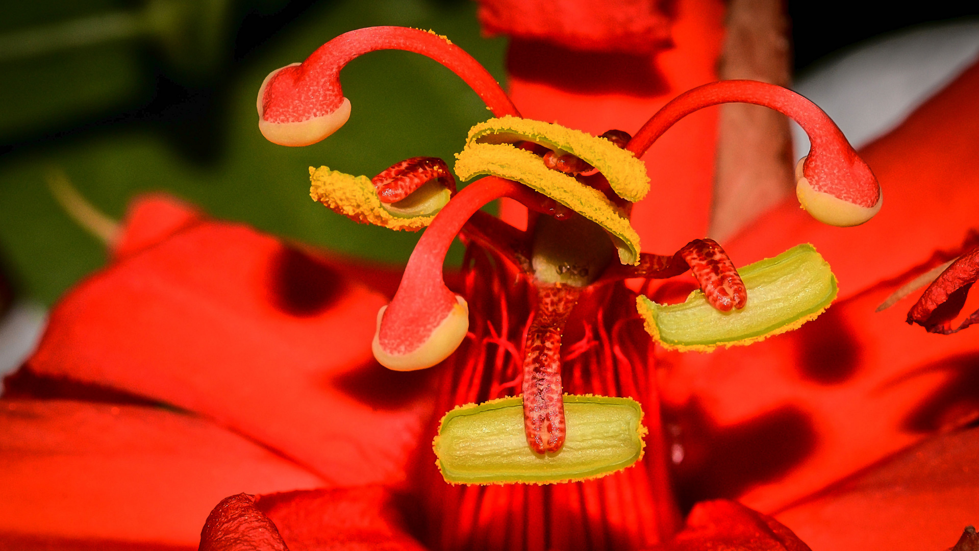 tolle rote Orchidee