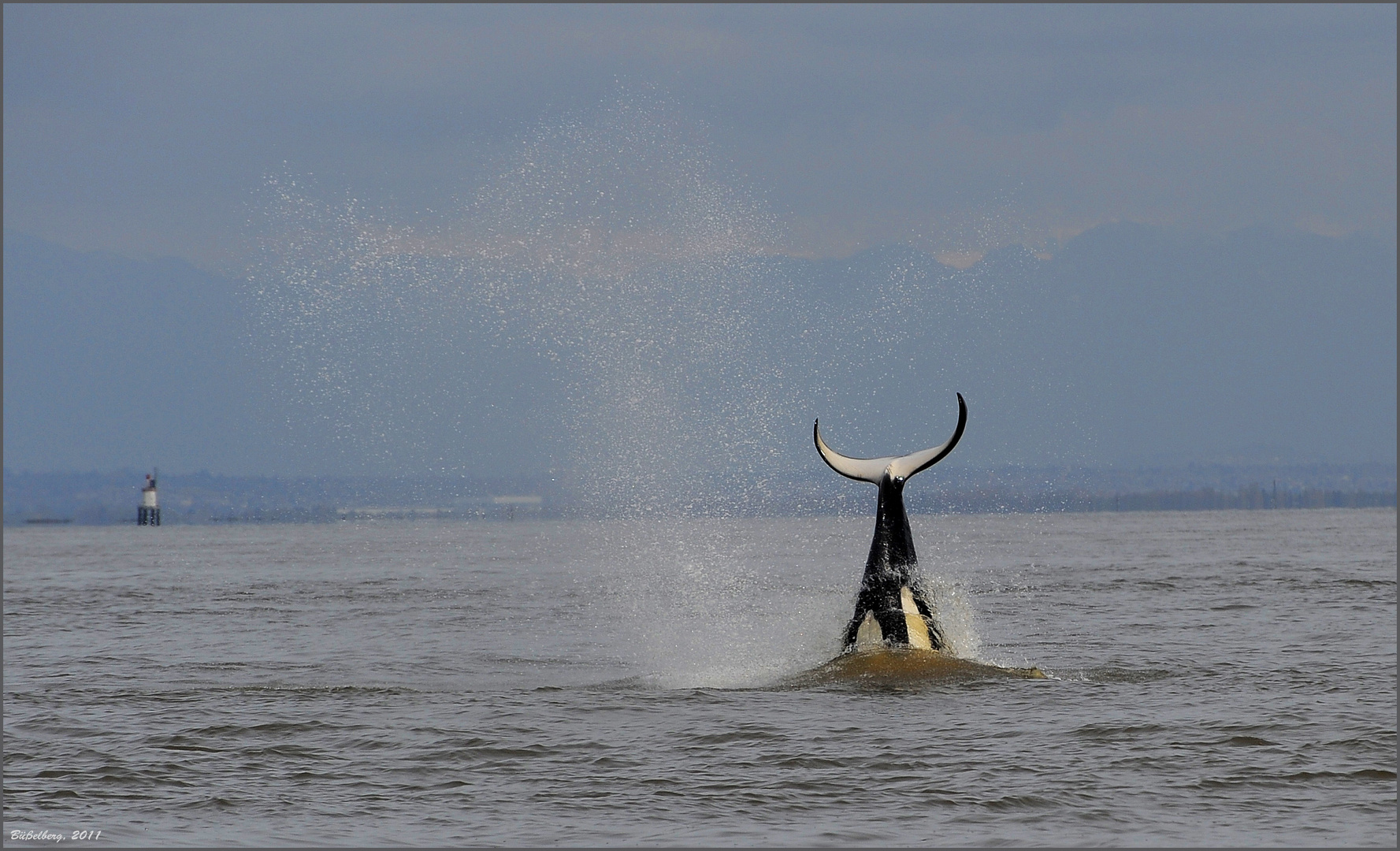 Tolle "Show" geboten - Orca bei der Jagd nach einem Seehund