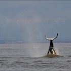 Tolle "Show" geboten - Orca bei der Jagd nach einem Seehund