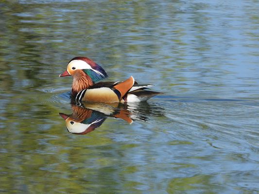 tolle Spiegelung ......