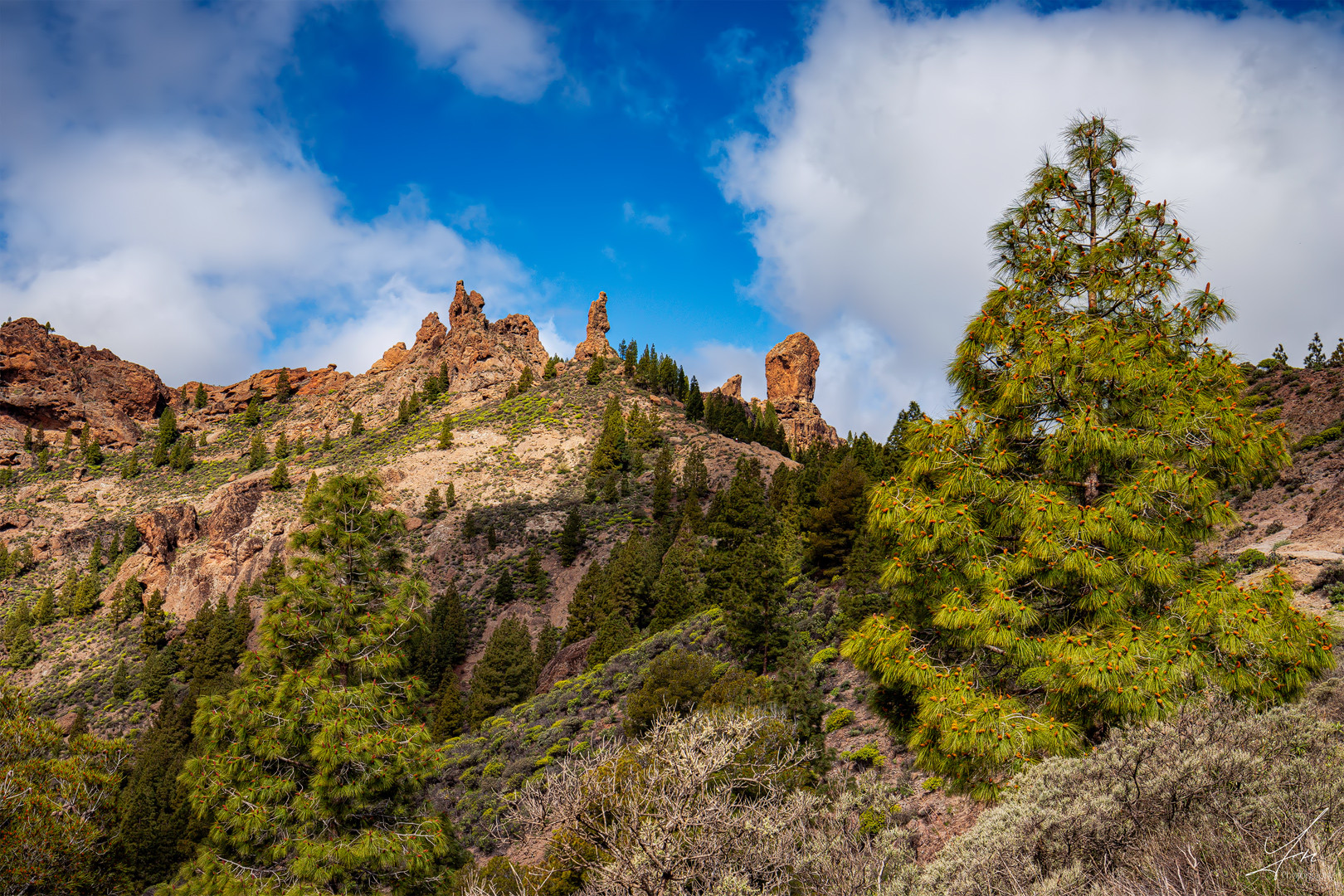 Tolle Vegetation