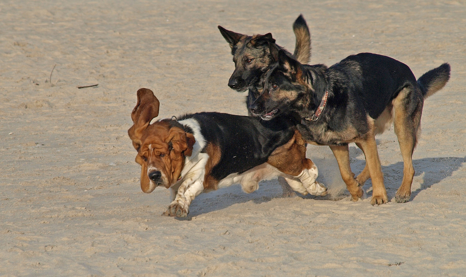 Tollende Hunde am Sylter Strand