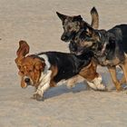 Tollende Hunde am Sylter Strand