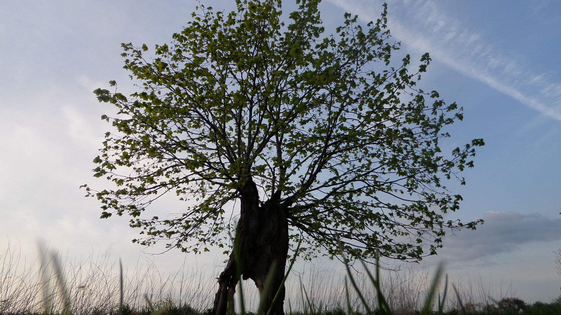 toller Baum