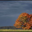 " Toller Baum bei Schwarzenstein /Oberfanken "