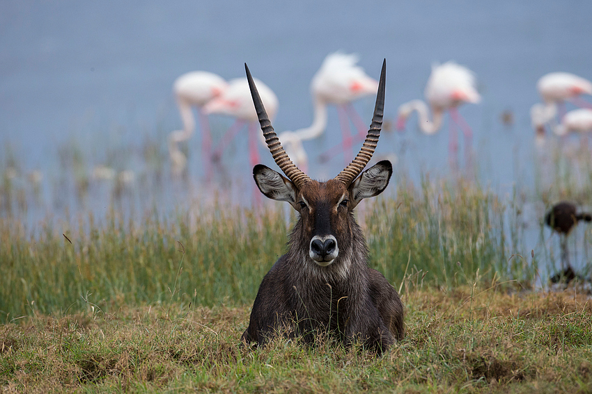 Toller Bock