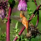 Toller Flieger