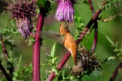 Toller Flieger