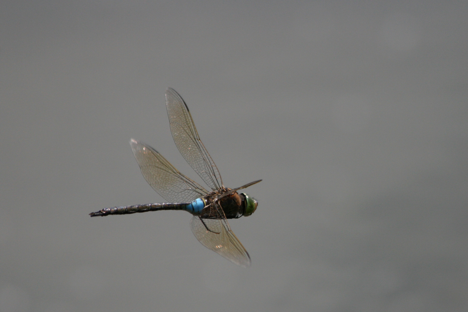 toller Flieger