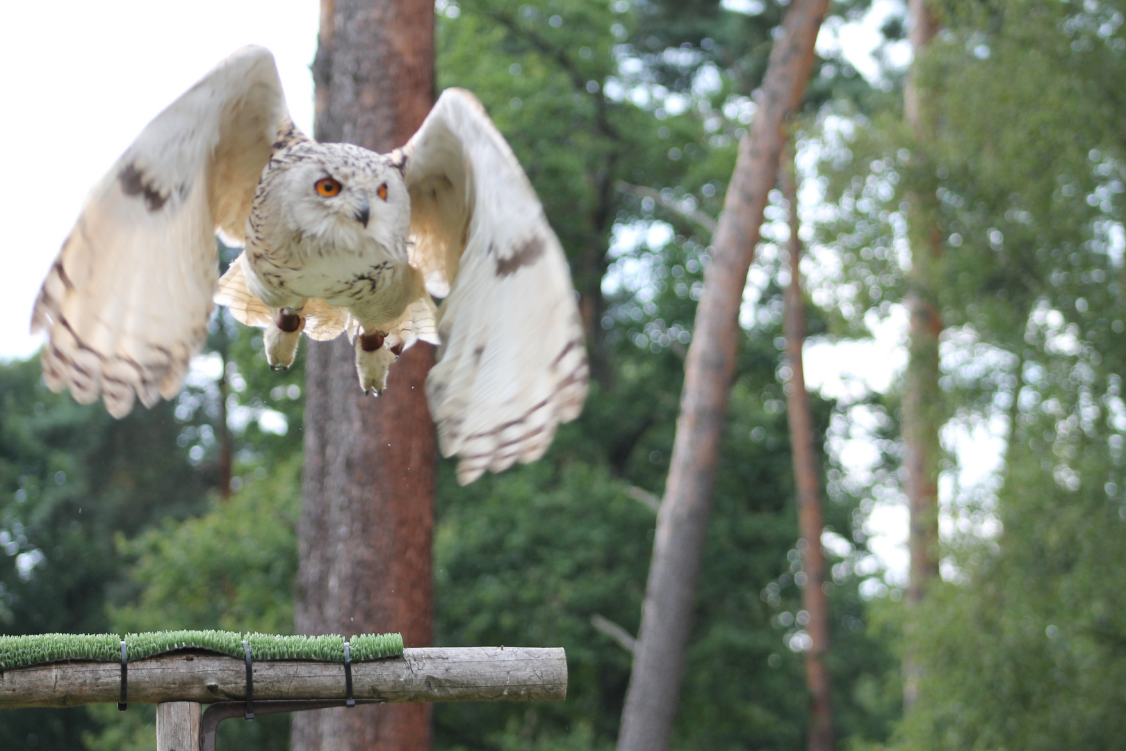 Toller Flug