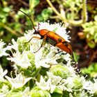 toller Käfer