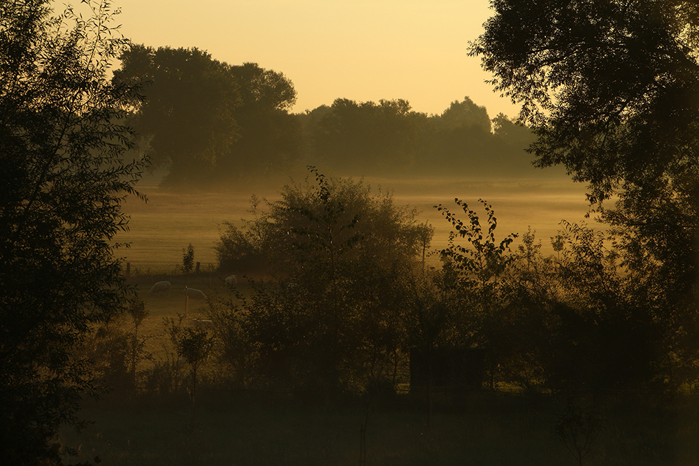 Toller Morgen mit etwas Nebel und Tautropfen im Sonnenlicht