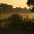 Toller Morgen mit etwas Nebel und Tautropfen im Sonnenlicht