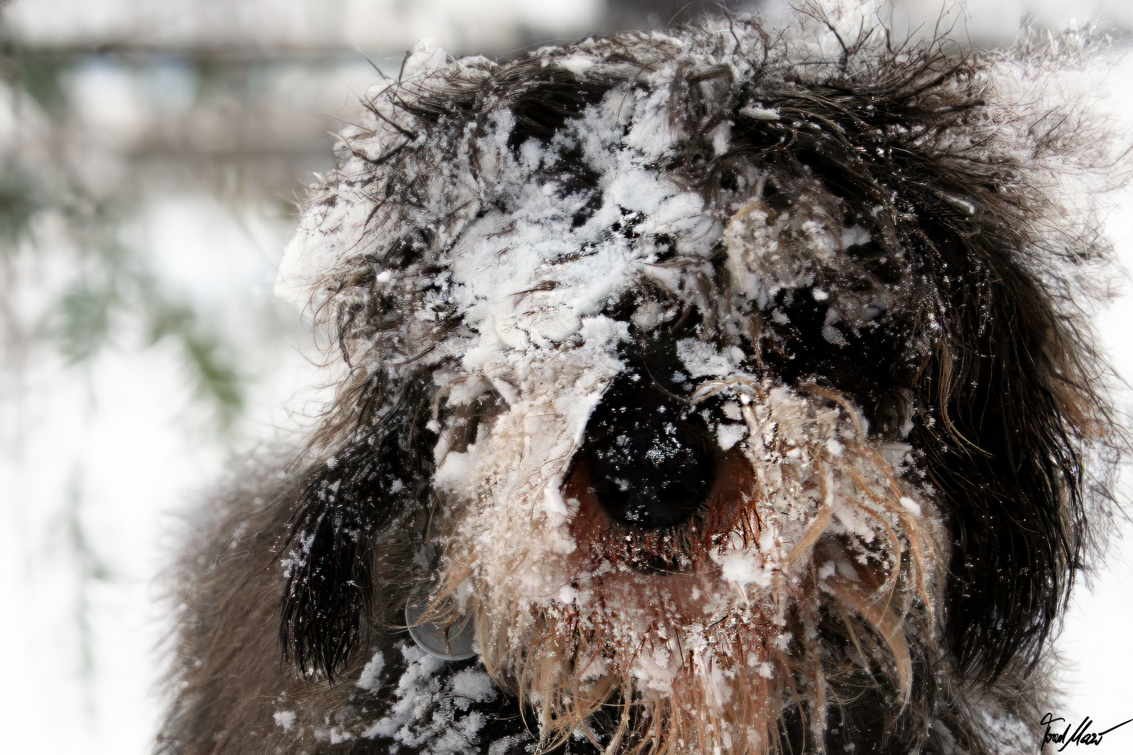 Toller Schnee! / Great Snow !