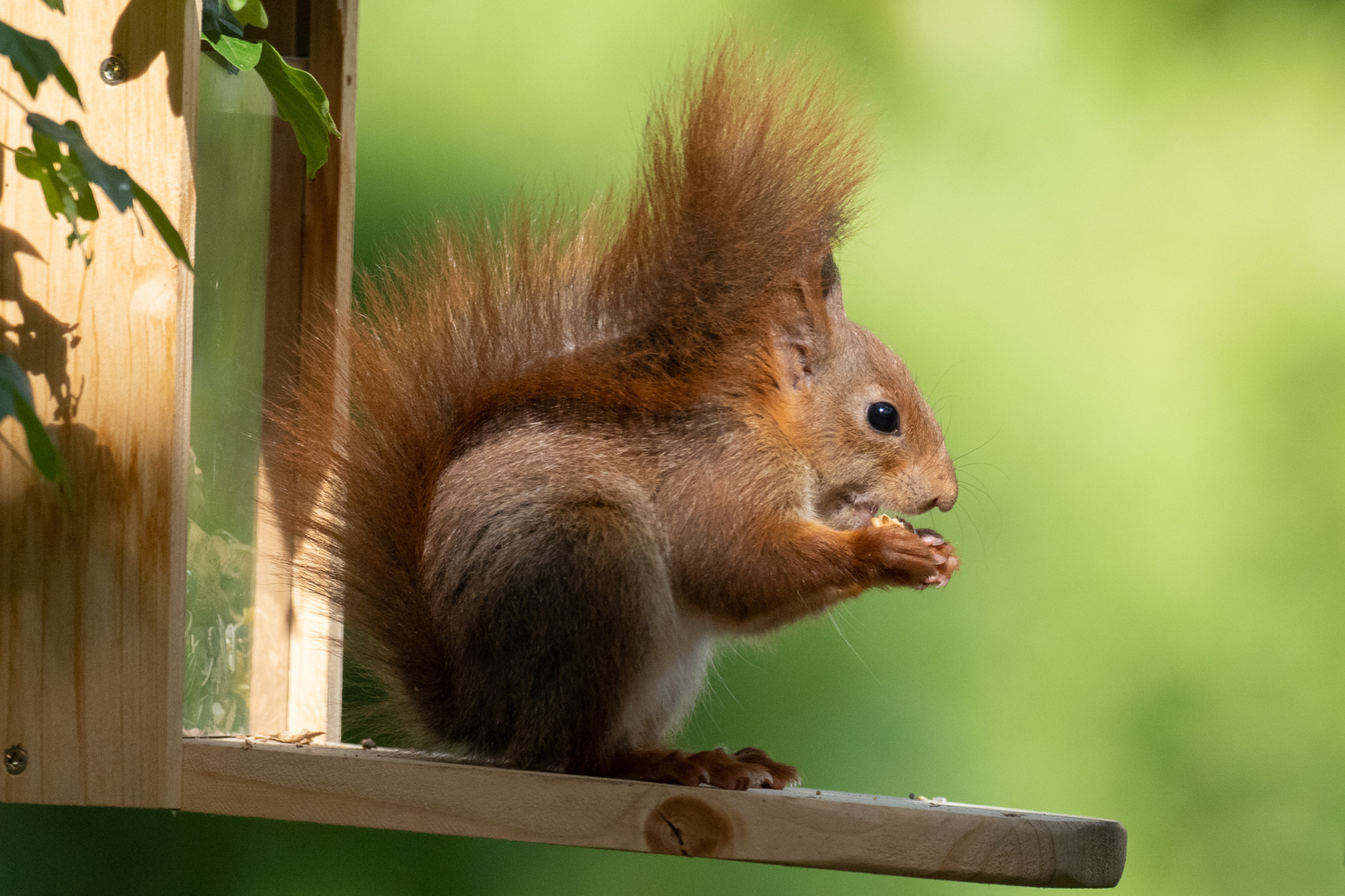 Toller Snack