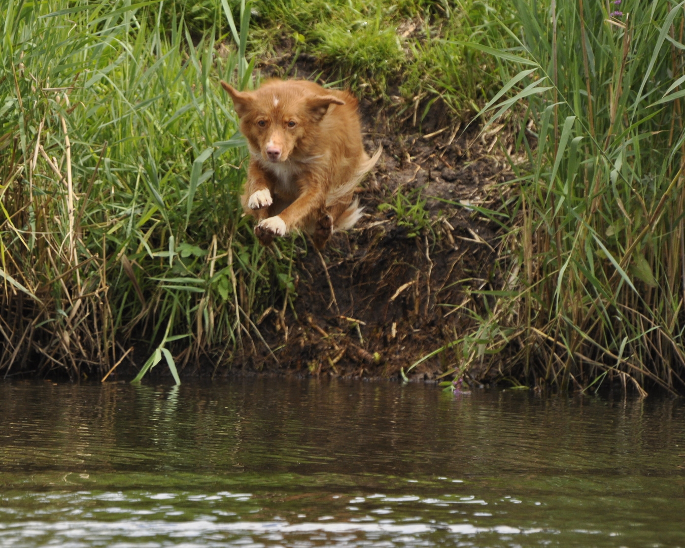 Toller Sprung