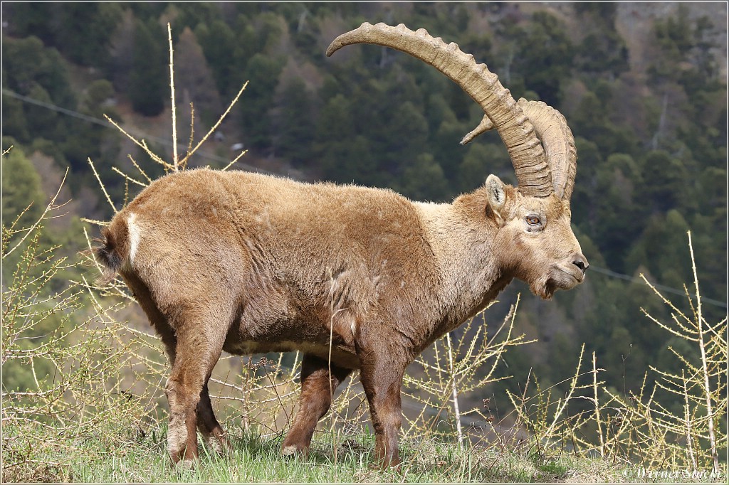 Toller Steinbock