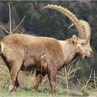 Toller Steinbock