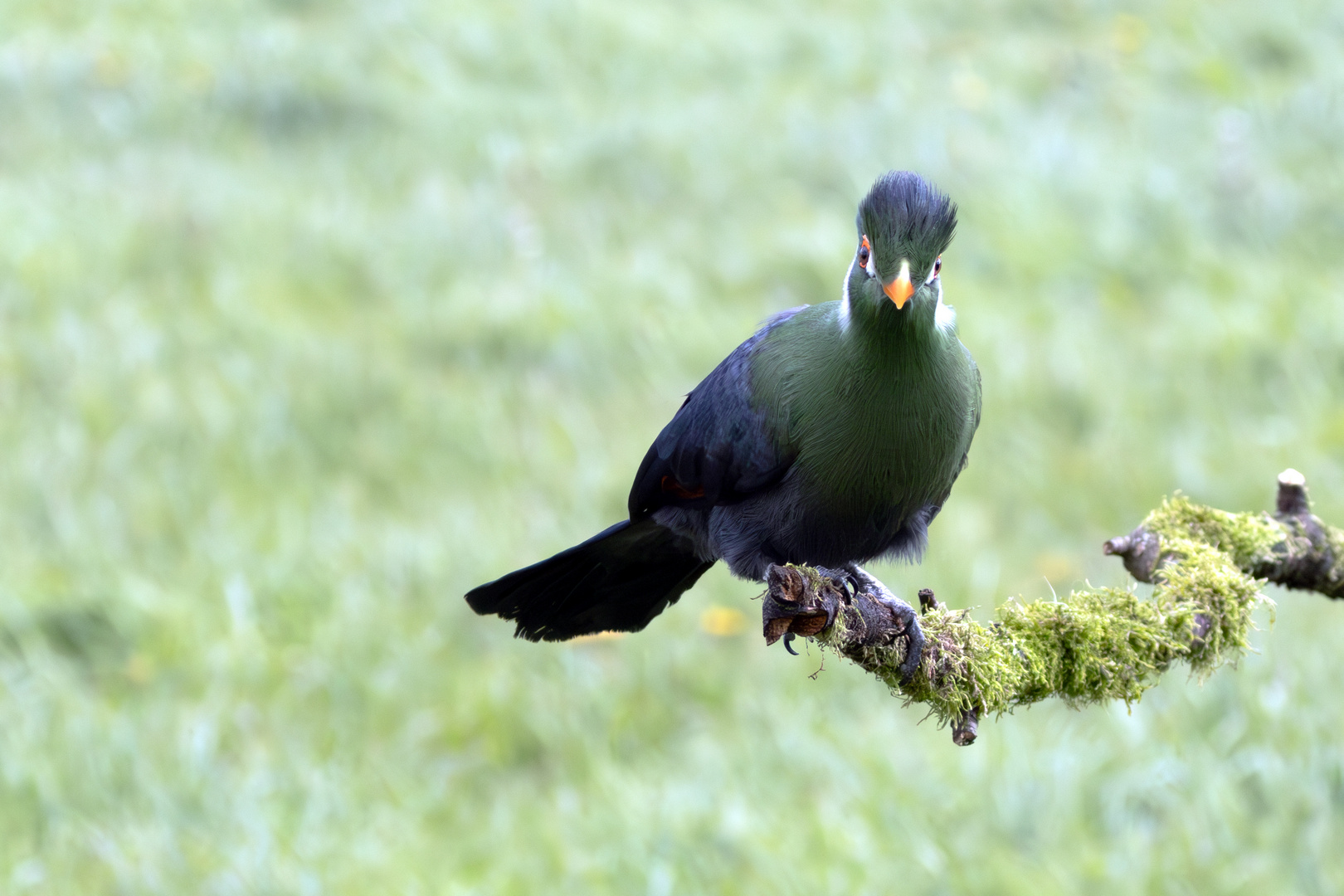 Toller Vogel