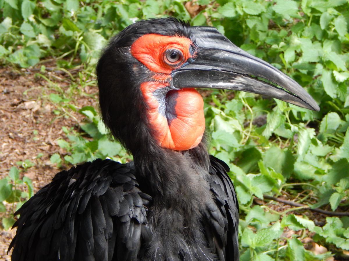 Toller Vogel