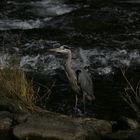 toller Vogel