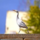 toller Vogel bei mir in Garten