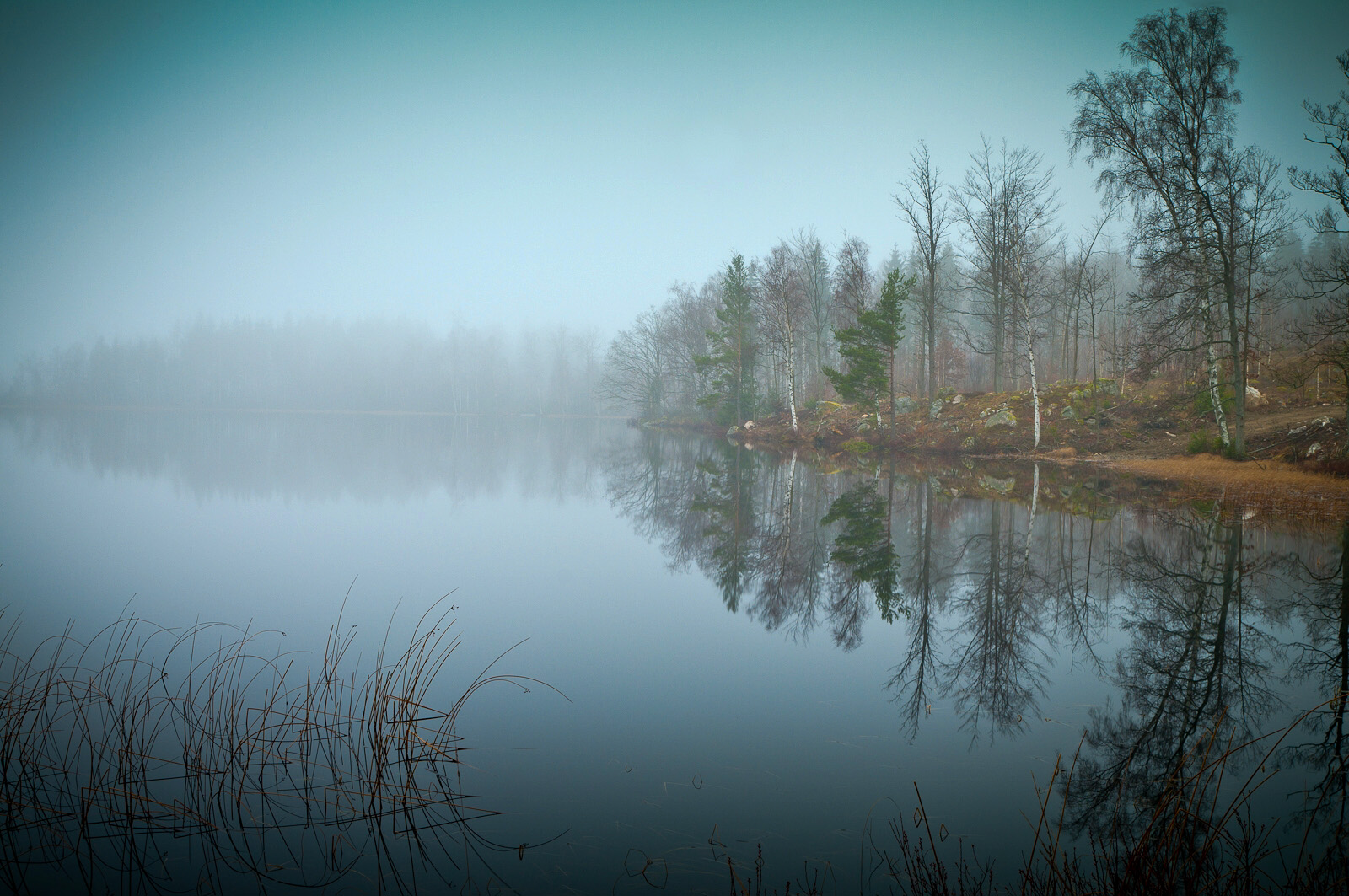 Toller Winter II