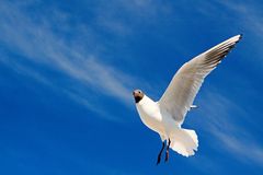 tolles flugballet - aber der gesichtsausdruck