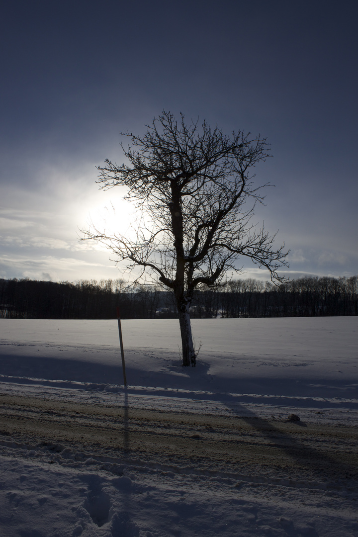 Tolles Licht auf einem Baum