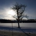 Tolles Licht auf einem Baum