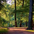 Tolles Licht im Wald heute um 20 Uhr