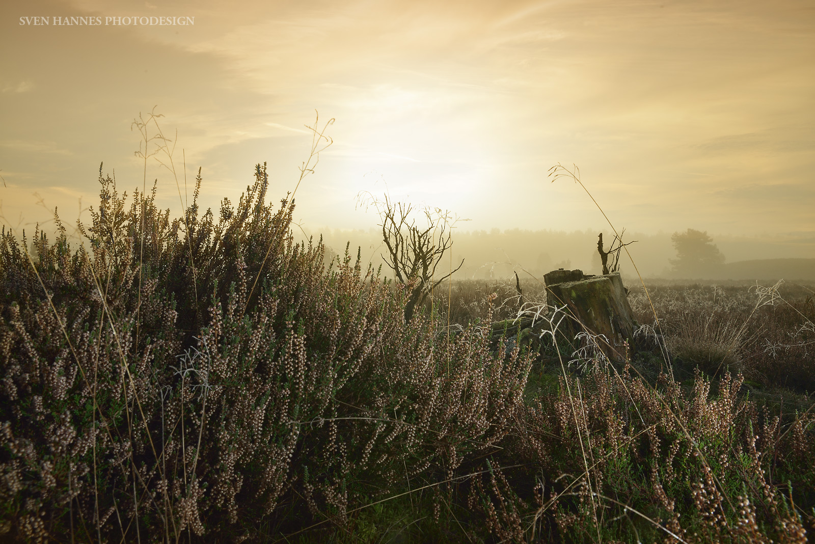 tolles Licht in der Heide